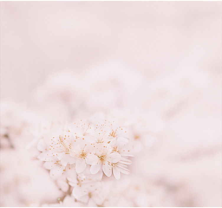 Rollo Fenster Hochzeit zarte kirschblüten - TenStickers