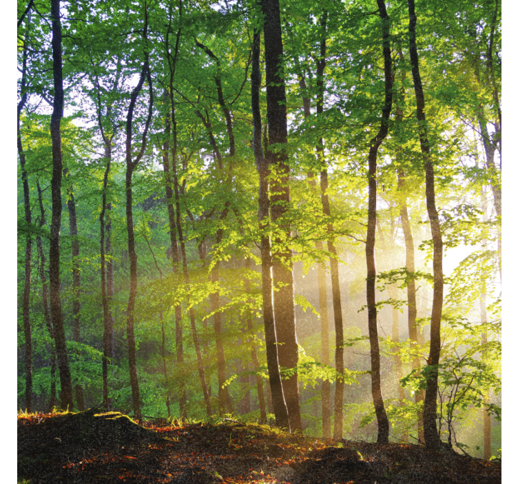 Rollo fenster bäume natürliches licht im wald - TenStickers