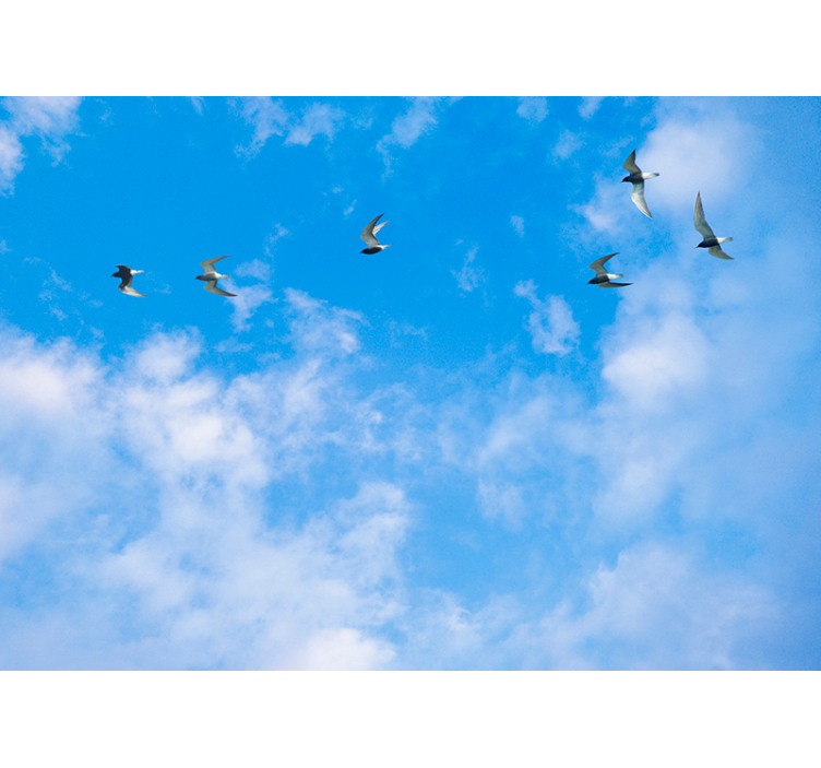 Rollo fenster blau blauer himmel und sturmmöwen - TenStickers