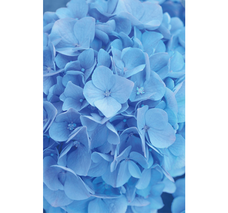 Rollo mit Blumen Hortensie - TenStickers