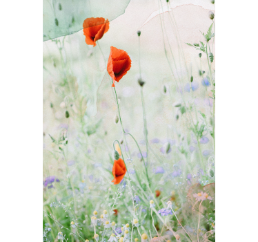 Blumen Rollo Verwischte rote mohnblumen - TenStickers