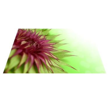 Tischset elegant Distel Design - TenStickers