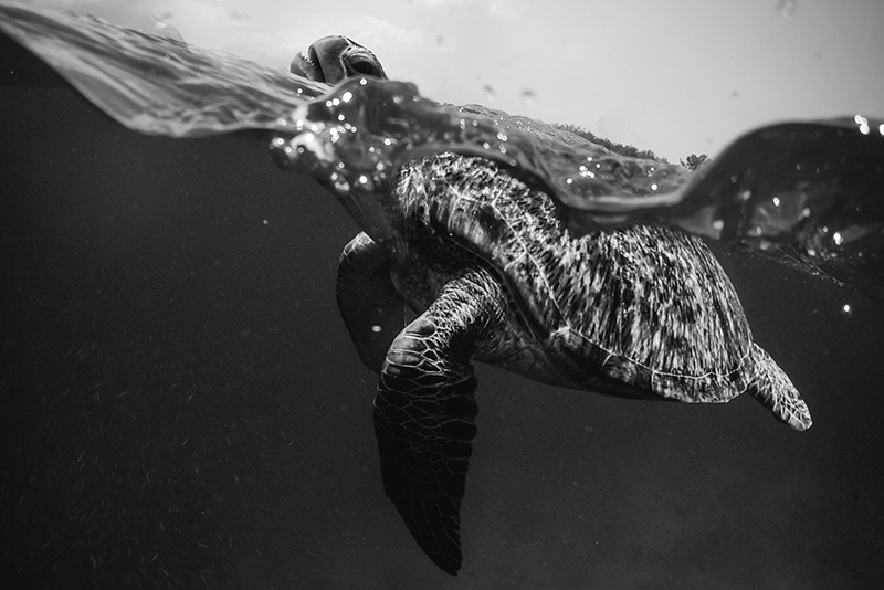 Tischset schildkröten unterwasserszene - TenStickers