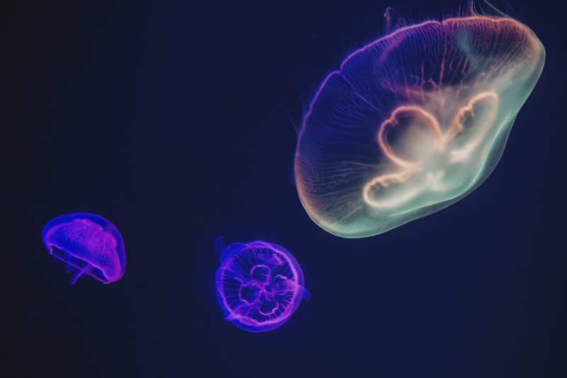 Tischset Fisch Bunte Quallen - TenStickers