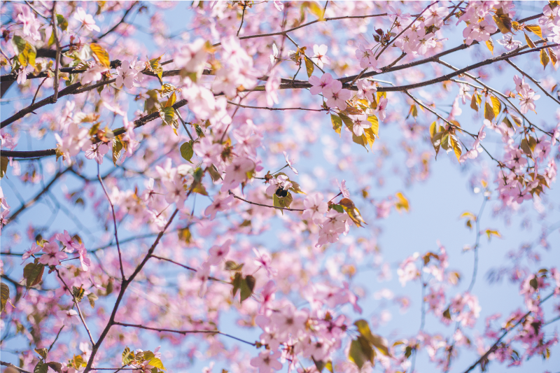 Tischset mit blühenden kirschblüten - TenStickers
