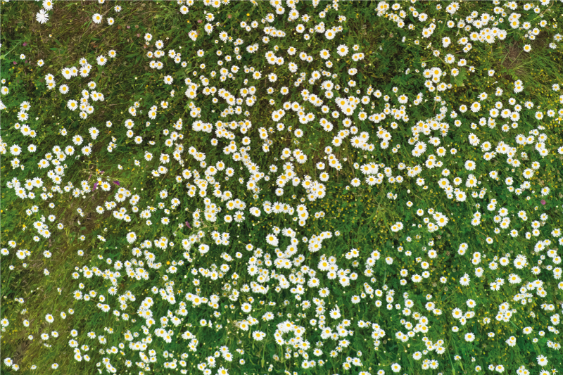 Tischset mit frischem blumenmuster - TenStickers