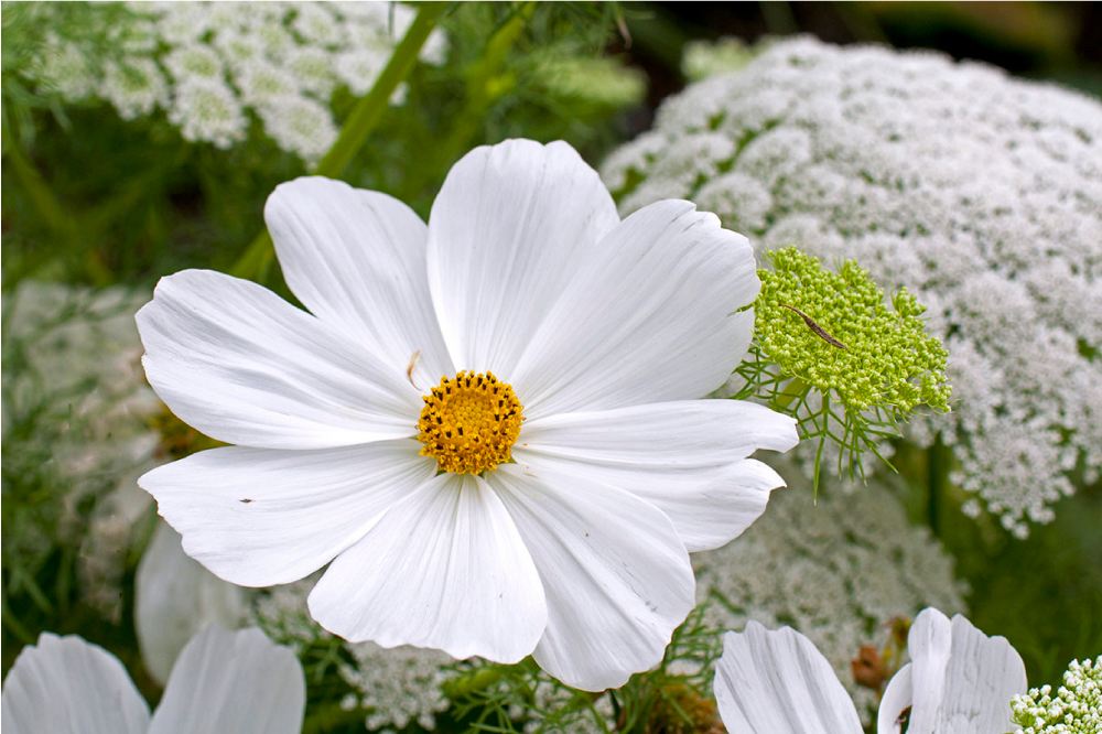 Tischsets originell elegante weiße blüten - TenStickers