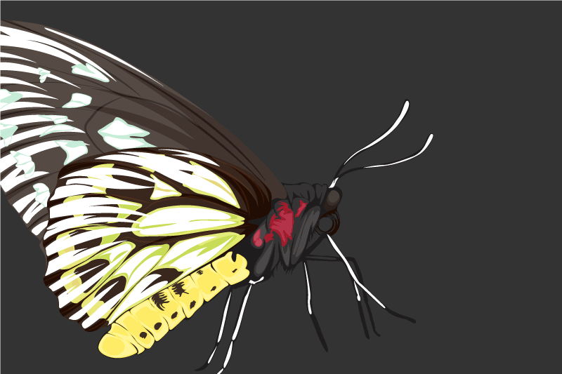 Tischsets originell mit bunter schmetterlingsillustration - TenStickers