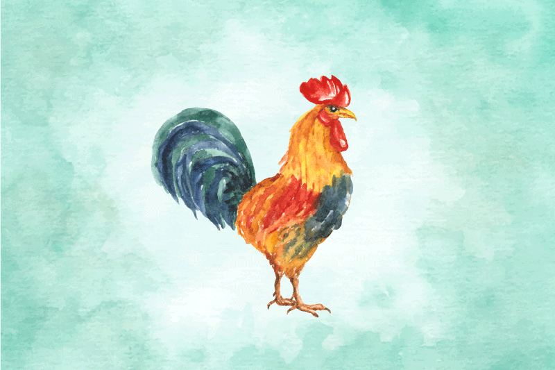 Tischsets originell mit buntem huhn-design - TenStickers