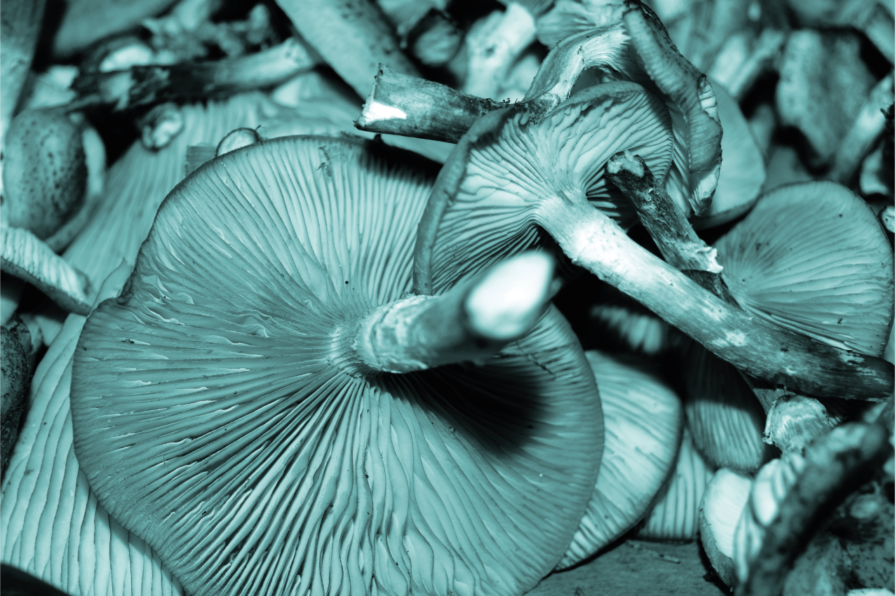 Tischset pilz nahaufnahme - TenStickers