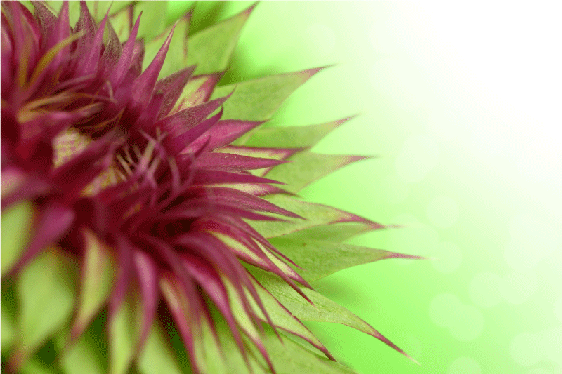 Tischset elegant Distel Design - TenStickers