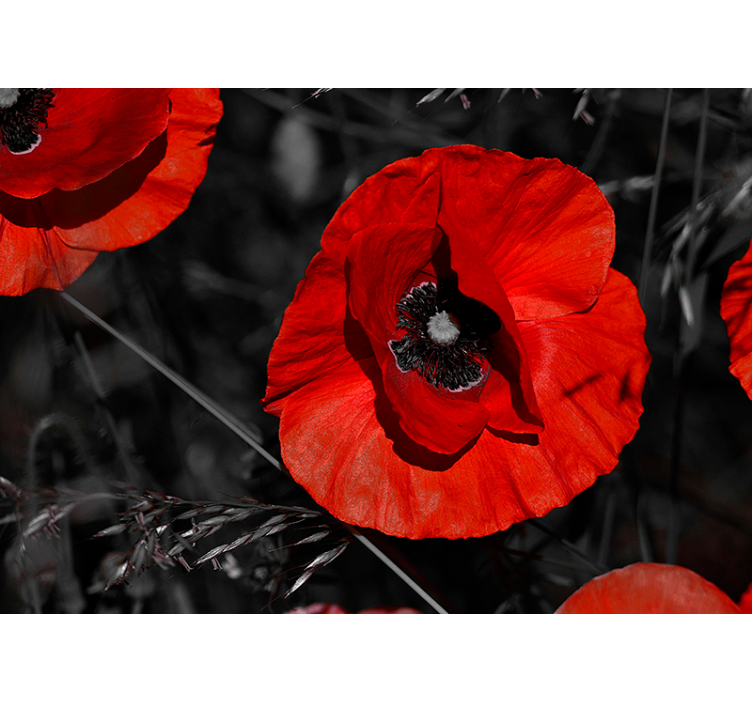 Blüten Mohnblume Fototapete - TenStickers