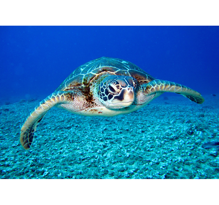Fototapete Meerestier Karettschildkröte - TenStickers