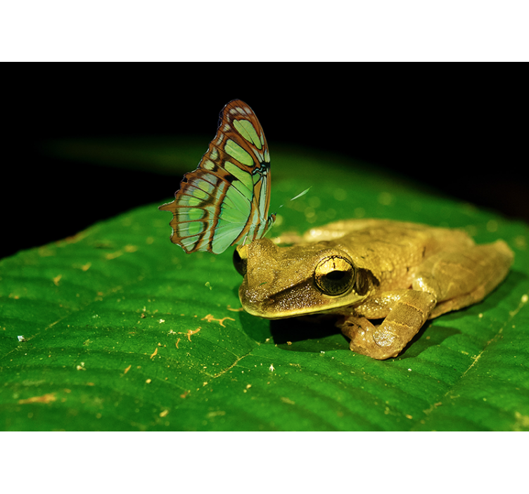 Fototapete Tiere frosch und schmetterling - TenStickers