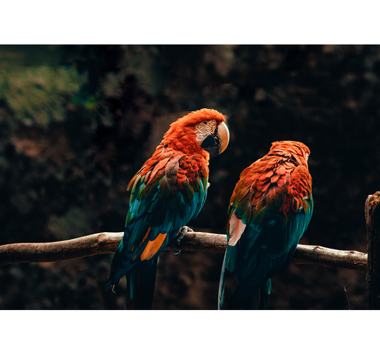 Fototapete Tiere bunte papageien zusammen - TenStickers