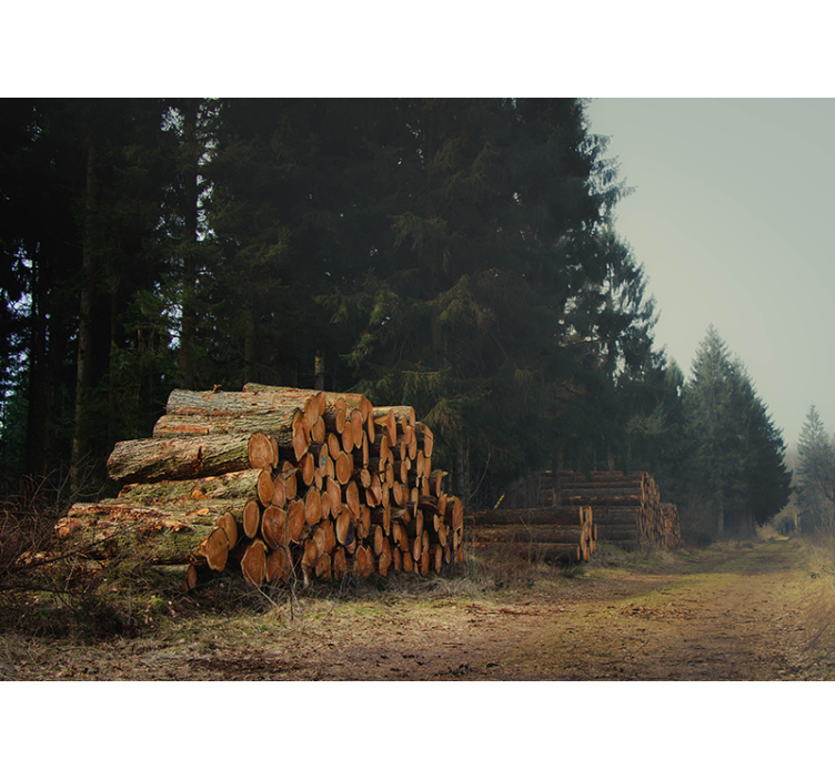 Fototapete Wald holzstapel im Forst - TenStickers