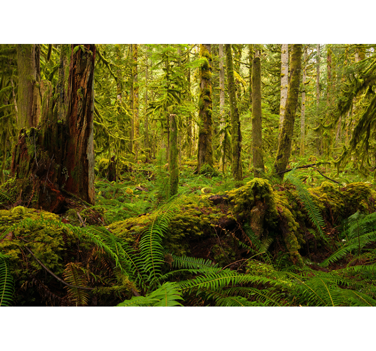 Fototapete Wald üppige waldlandschaft - TenStickers