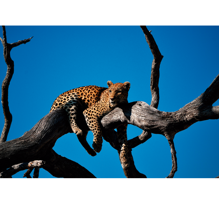 Fototapete Tiere leopard auf ast - TenStickers