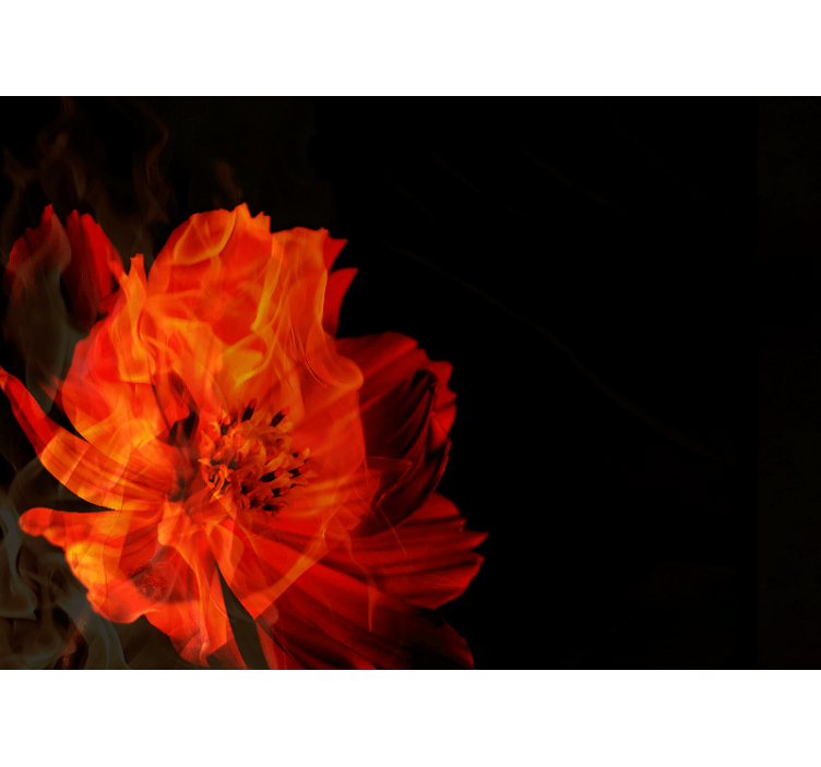 Fototapete Blumen feurige blumenexplosion - TenStickers