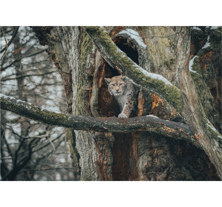 Fototapete Tiere luchs im baum - TenStickers
