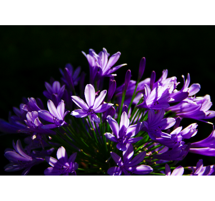 Fototapete Blumen lila florale schönheit - TenStickers