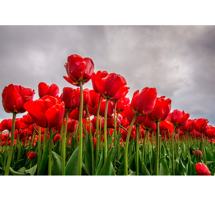 Fototapete Mohnblumen rotes tulpenfeld - TenStickers