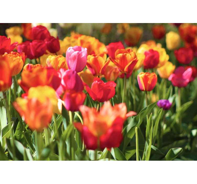 Fototapete blumen feld voller lebendiger tulpen - TenStickers