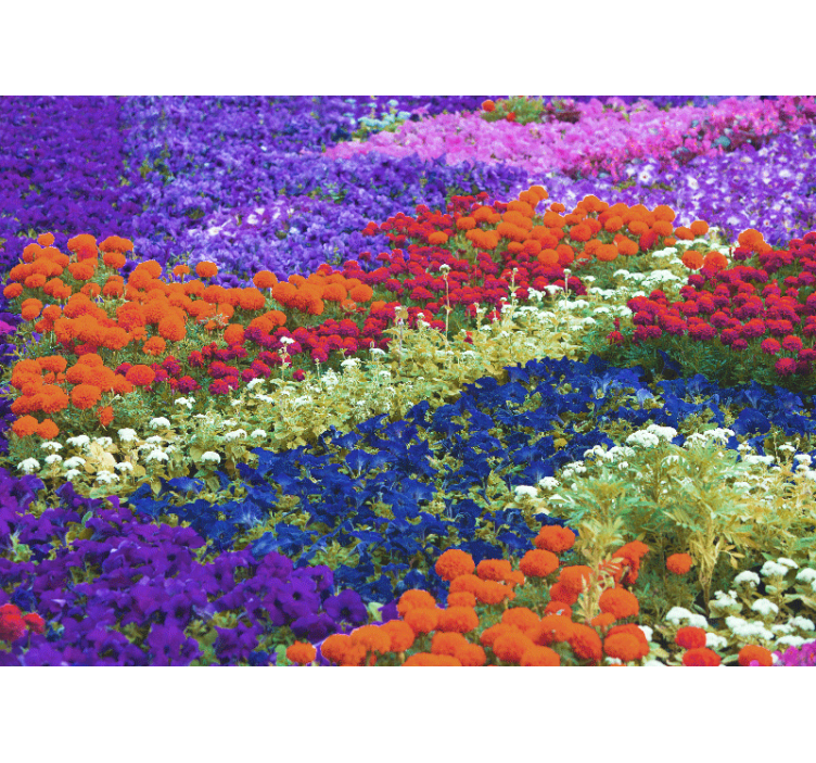 Fototapete Blumen buntes feld - TenStickers