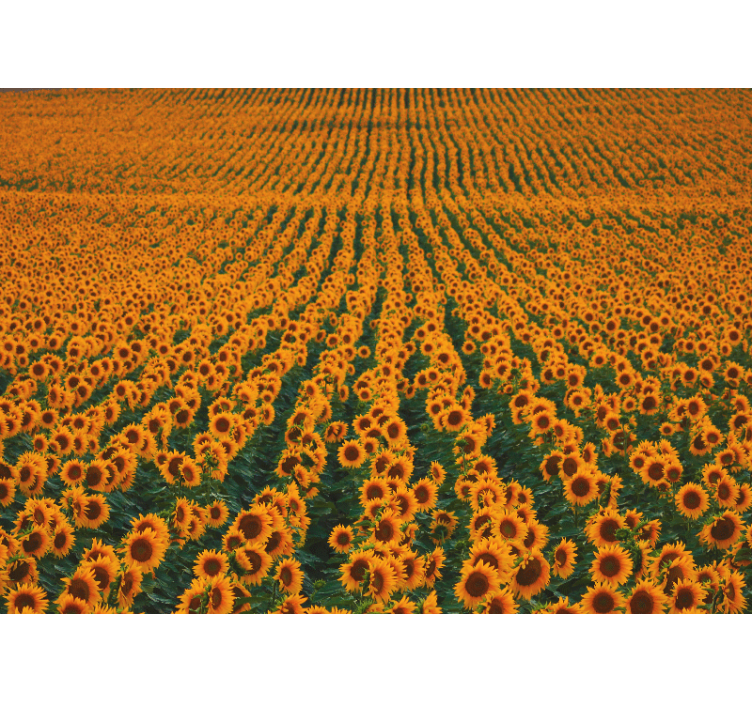 Fototapete blumen sonnenblumenwiese - TenStickers