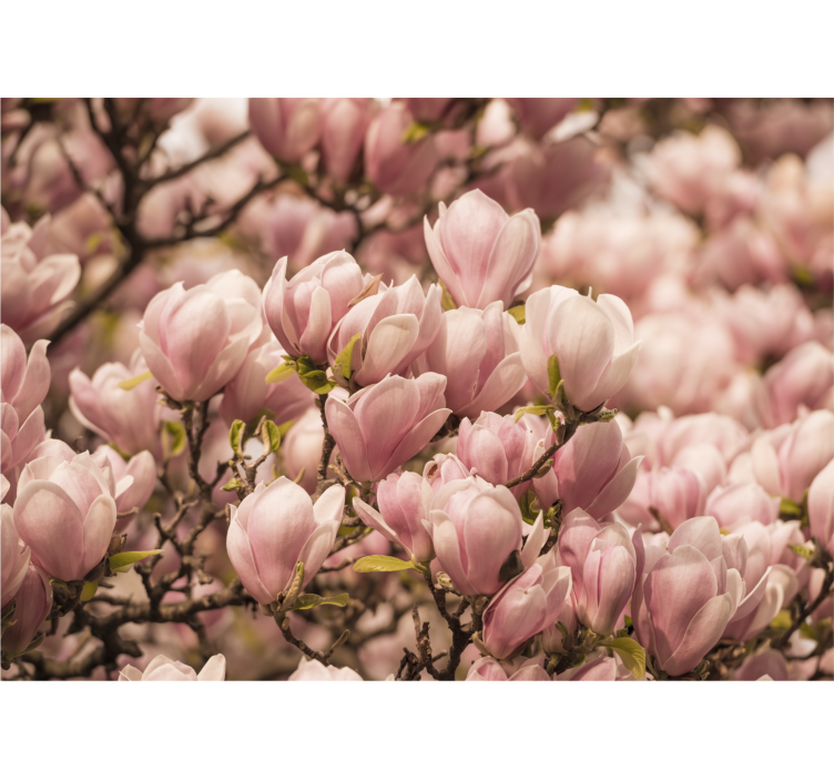 Fototapete Blumen blühende magnolie - TenStickers