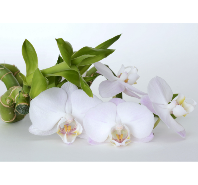 Fototapete orchidee elegante orchideenarrangements - TenStickers