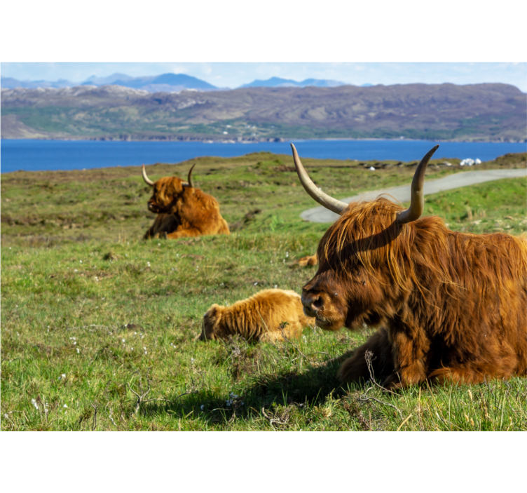 Fototapete natur mit grasenden highland-rindern - TenStickers