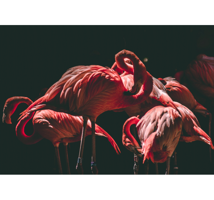 Fototapete tiere flamingo gelassenheit - TenStickers
