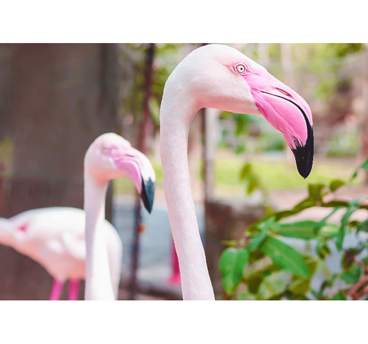 Fototapeten tiere elegantes flamingopaar - TenStickers