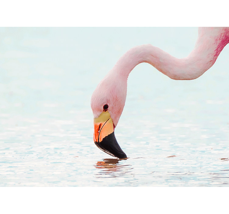 Fototapeten tiere flamingo wasserreflexion - TenStickers