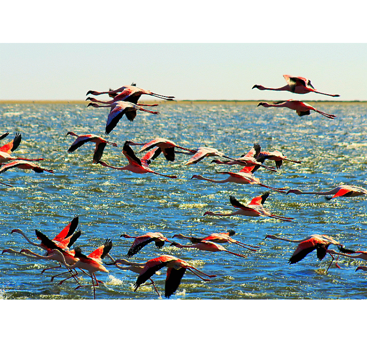 Fototapete tiere flamingos im flug gruppe - TenStickers