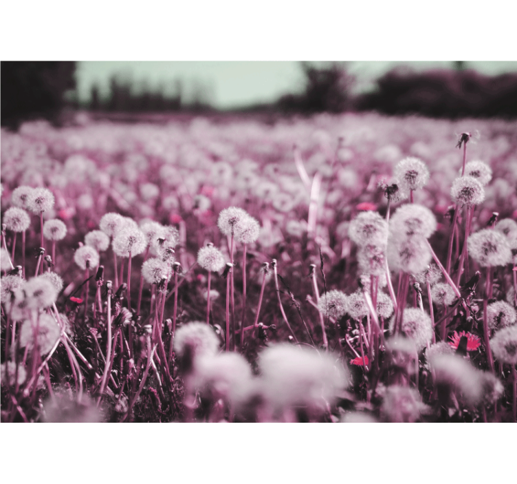 Fototapete Löwenzahn lila feldszene - TenStickers