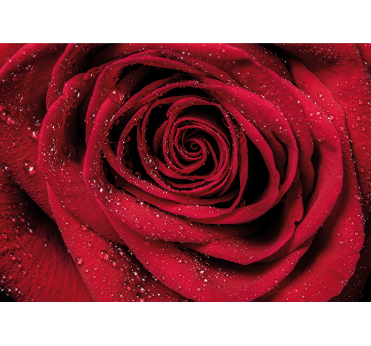 Fototapete blumen rose mit wassertropfen - TenStickers