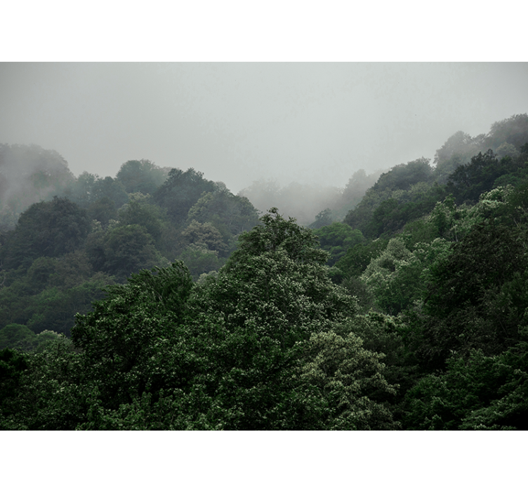 Fototapete Wald neblige landschaft - TenStickers