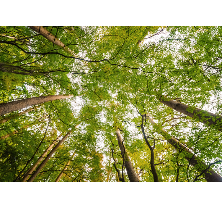 Fototapete Wald üppiges grünes blätterdach - TenStickers