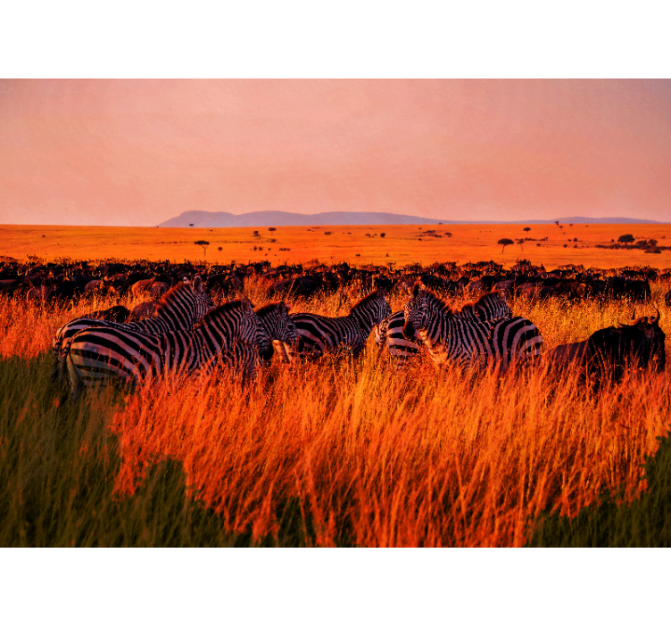 Fototapete natur zebras in der serengeti - TenStickers