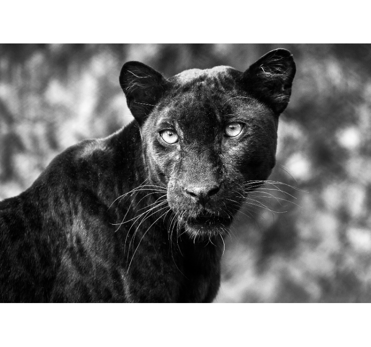 Fototapete tiere black panther gesicht - TenStickers