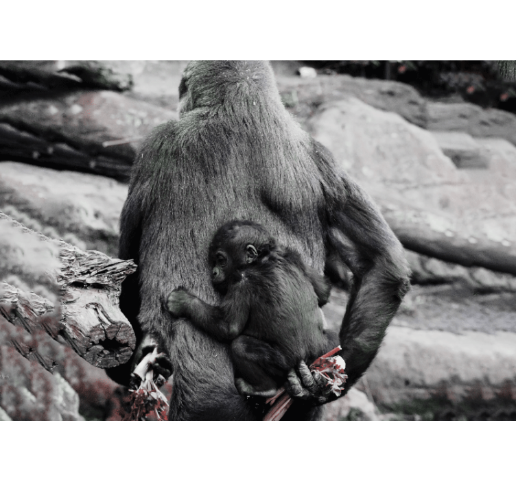 Fototapete Tiere gorillamutter und -baby - TenStickers