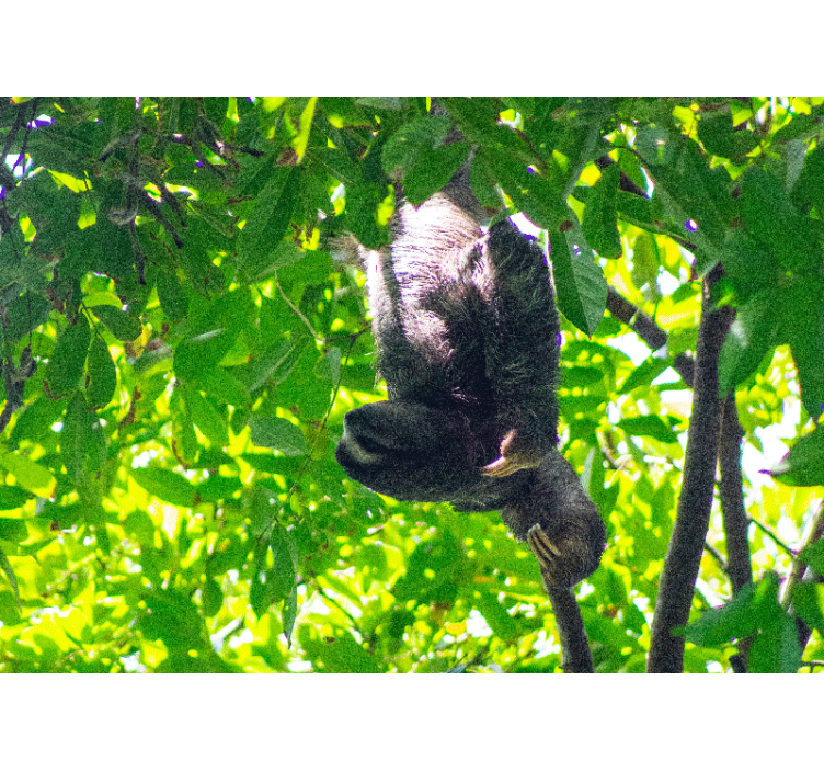 Fototapete tiere faultier mit grünen pflanzen - TenStickers