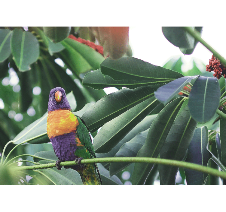 Fototapete tiere bunter papagei auf ast - TenStickers