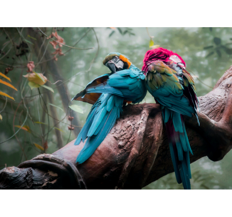 Fototapete tiere bunte papageien umarmung - TenStickers