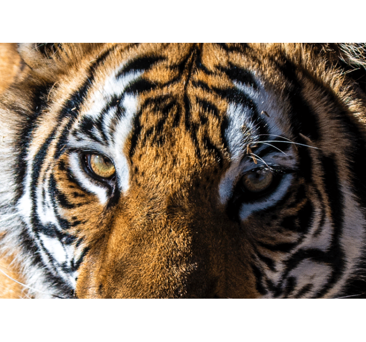 Fototapete tiere majestätisches tigerportrait - TenStickers