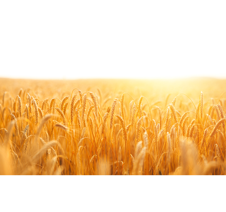 Fototapete natur goldene getreidewiese - TenStickers