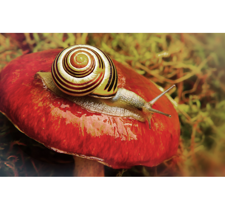Fototapeten tiere schnecke auf pilz - TenStickers