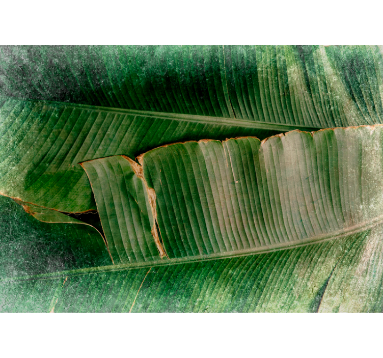 Fototapete natur lebendige blattwerk tiere - TenStickers